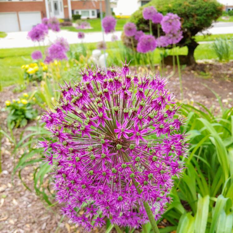 plant image 1054959 plant image 1054959