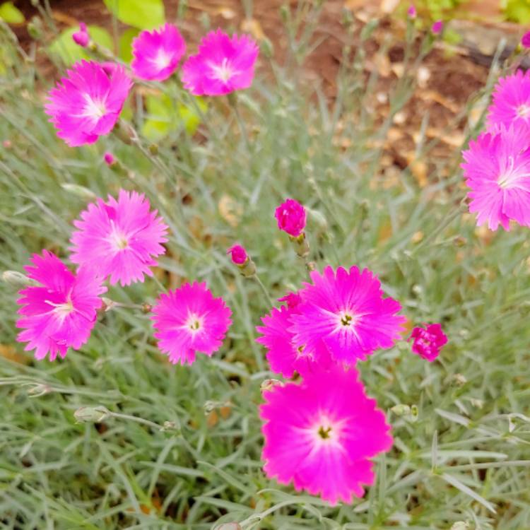 plant image 1054962