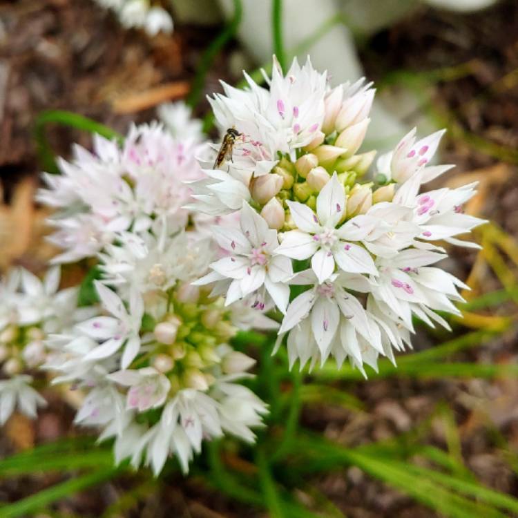 plant image 1070422 plant image 1070422
