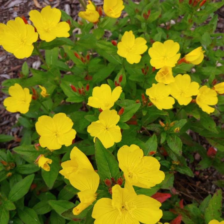 plant image 1070424