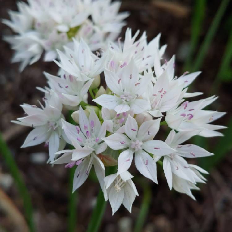 plant image 1070438 plant image 1070438