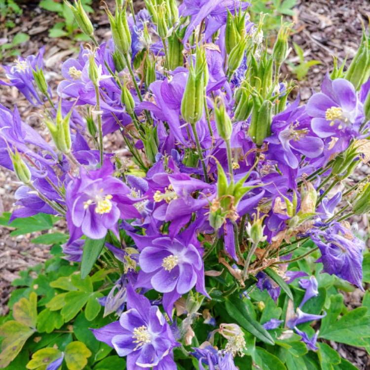 plant image 1070442 plant image 1070442
