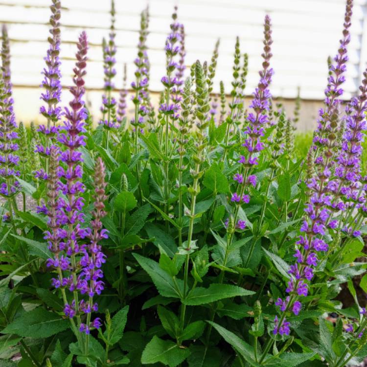 Plant image Salvia nemorosa 'Ostfriesland' syn. Salvia nemorosa 'East Friesland'