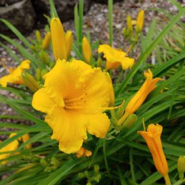 Hemerocallis 'Stella De Oro'