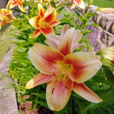 Lilium 'Montego Bay'
