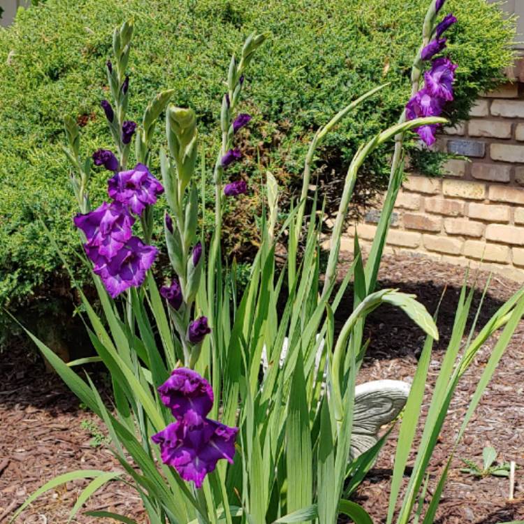 plant image 1114207 plant image 1114207