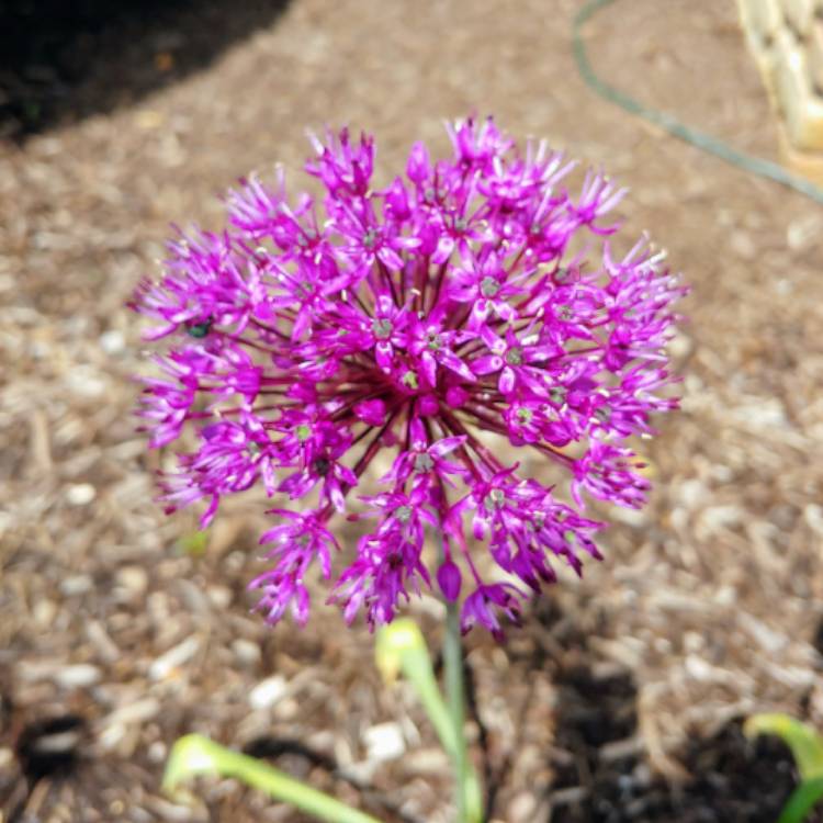 plant image 1299222 plant image 1299222