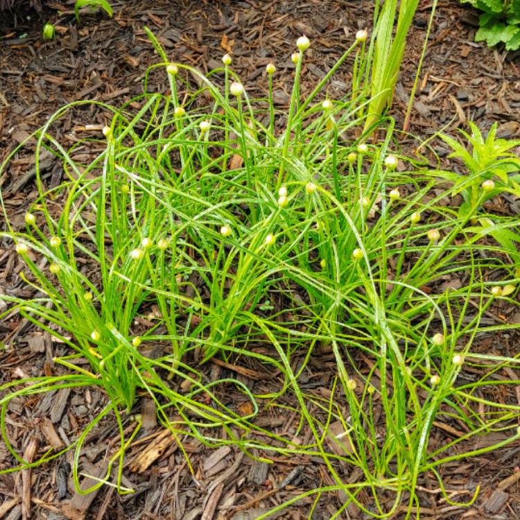 plant image 1308416 plant image 1308416