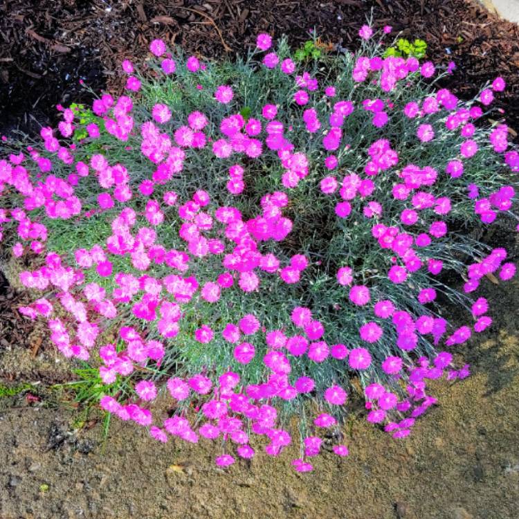 plant image 1308426
