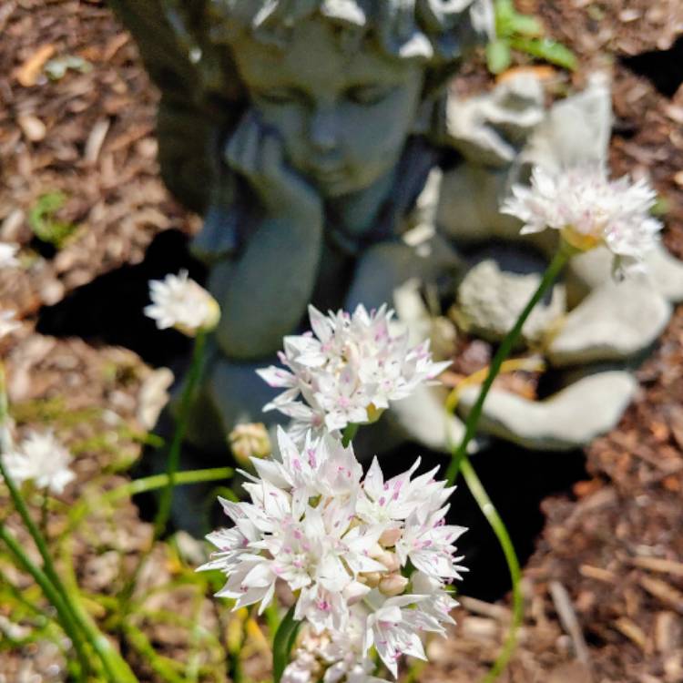 plant image 1316748 plant image 1316748