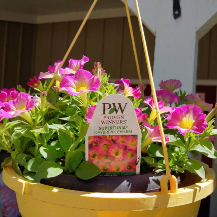 plant image 1330600
