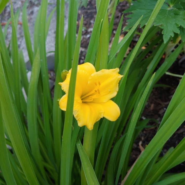 plant image 1334541