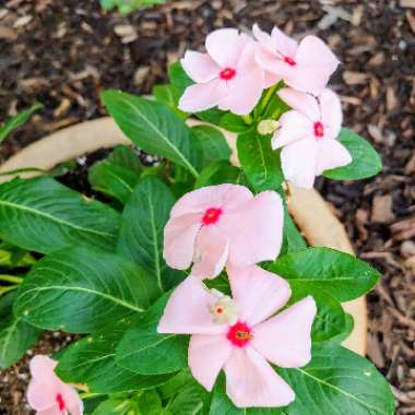 Catharanthus roseus 'Cora XDR Light Pink'