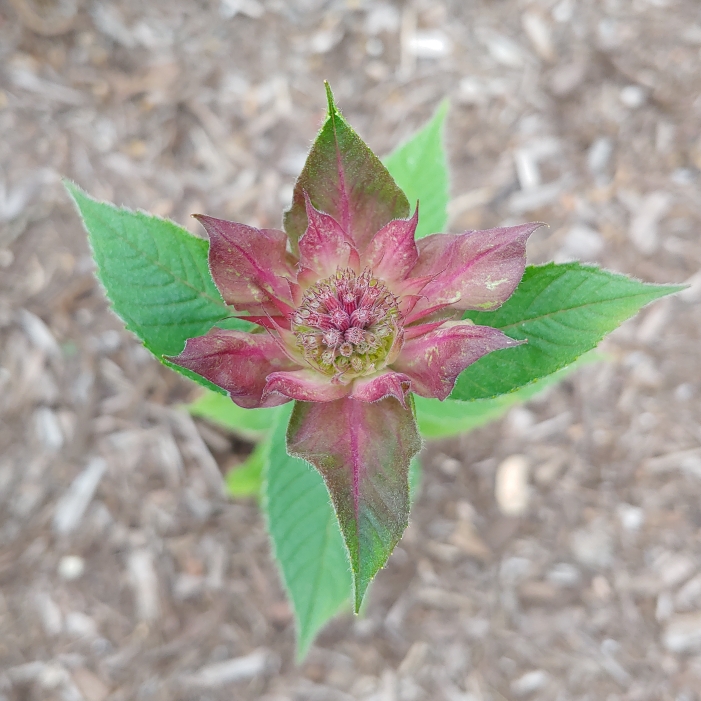 plant image 1345608