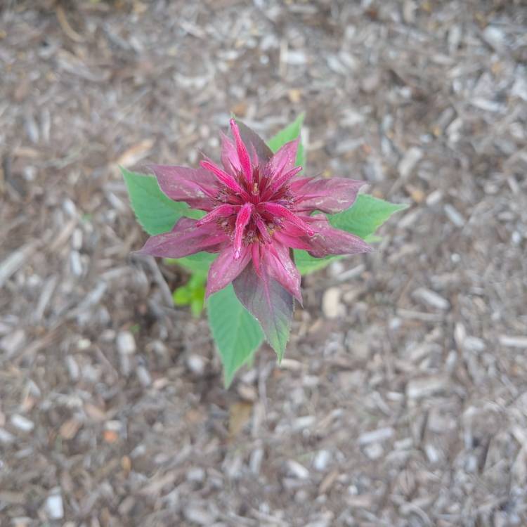plant image 1347013