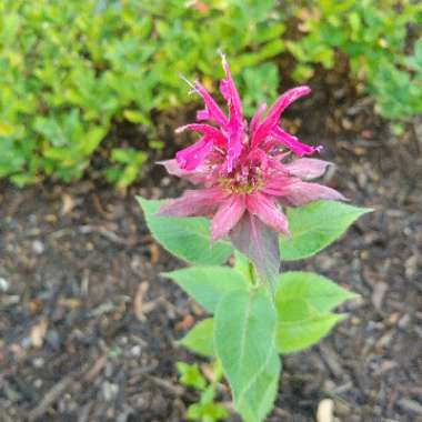 Monarda