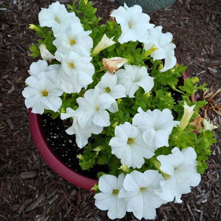 Plant image Petunia grandiflora 'White'