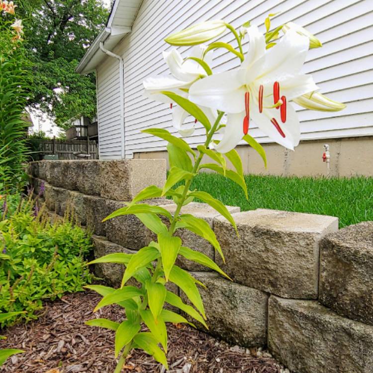 plant image 1360905