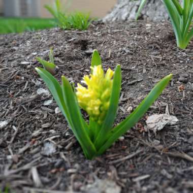Hyacinthus orientalis 'City of Haarlem'
