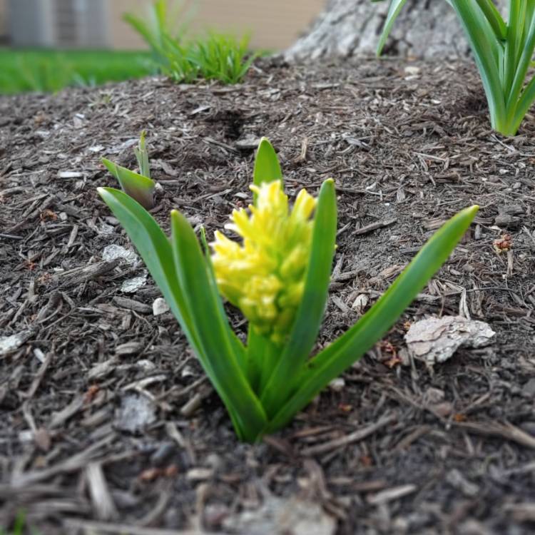 Plant image Hyacinthus orientalis 'City of Haarlem'