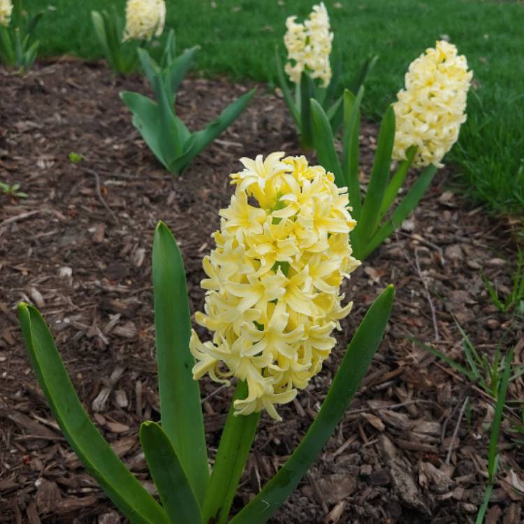 plant image 1460684 plant image 1460684