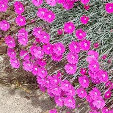 Dianthus plumarius