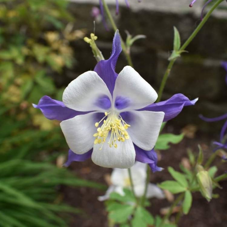 plant image 1483548 plant image 1483548