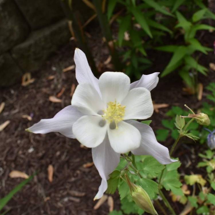 plant image 1483549 plant image 1483549