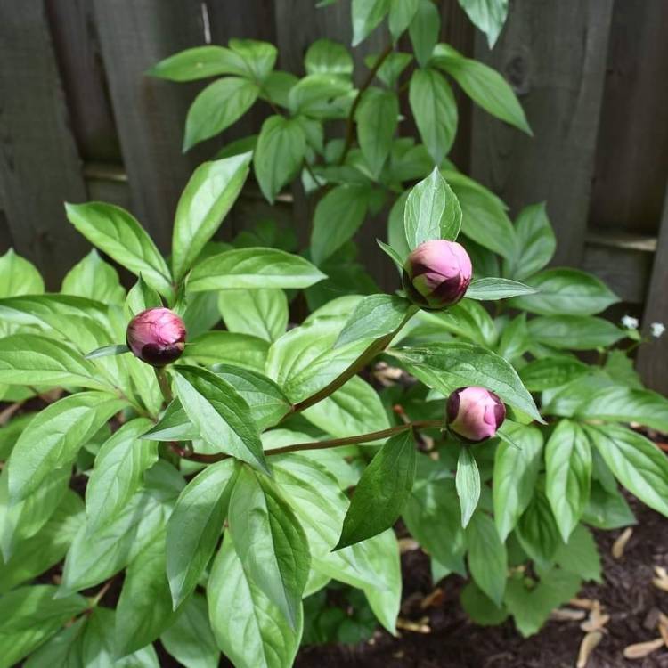 plant image 1483551 plant image 1483551