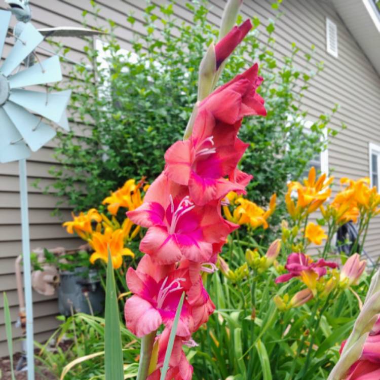 plant image 1506903 plant image 1506903