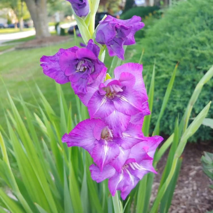 plant image 1515777 plant image 1515777