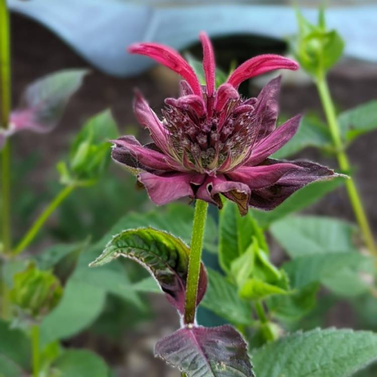 plant image 1605008
