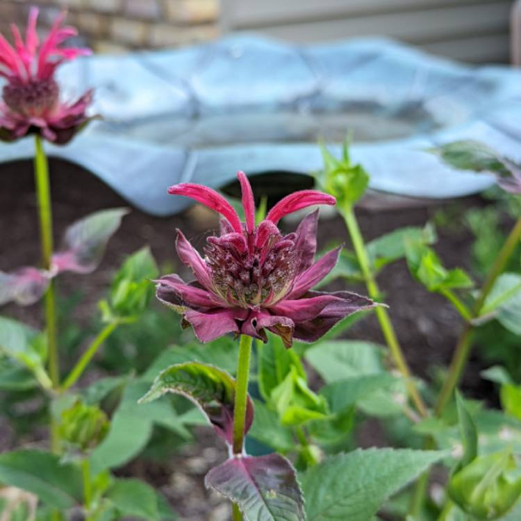 plant image 1605010