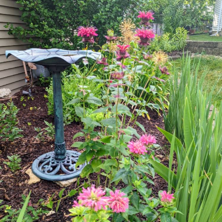 plant image 1606979