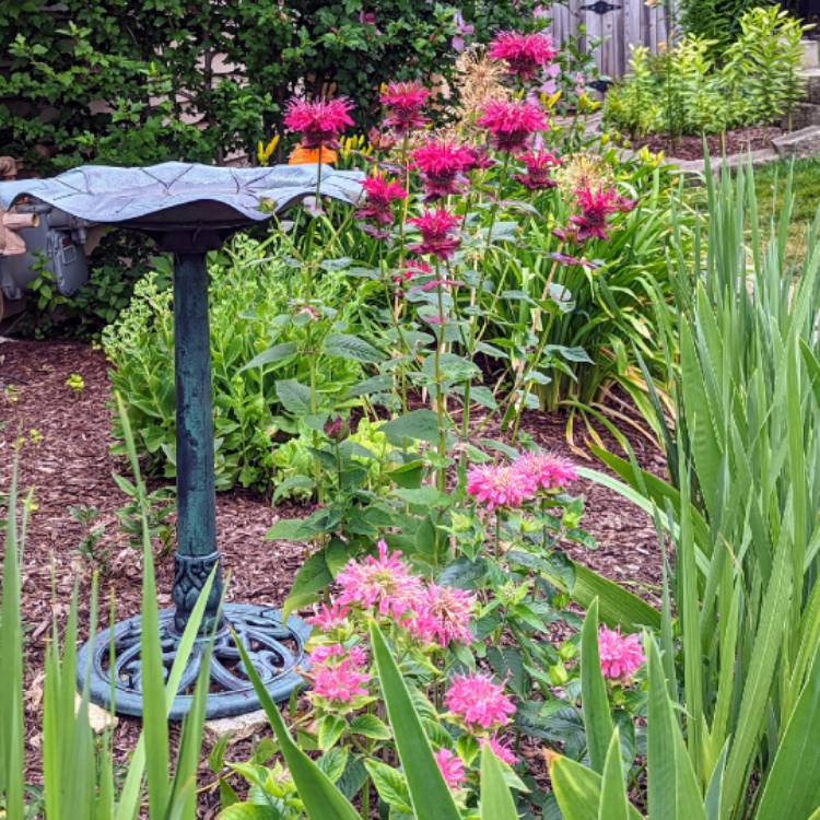 plant image 1608258