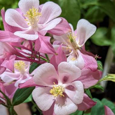 Columbine