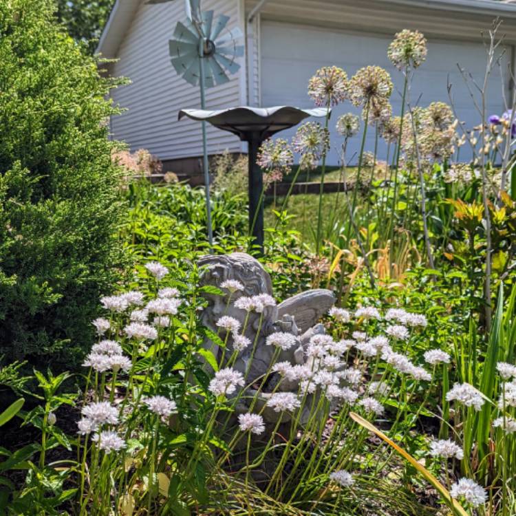 plant image 1667960 plant image 1667960