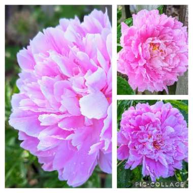 Paeonia lactiflora 'Kiev'