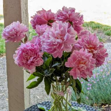 Paeonia lactiflora 'Kiev'
