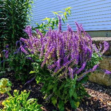 Balkan Clary Sage 'Ostfriesland'