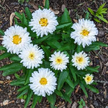 Leucanthemum X superbum