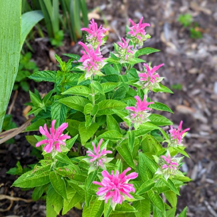 plant image 1675918