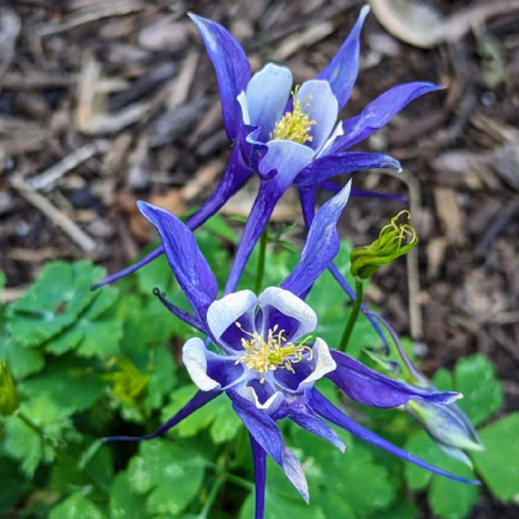 plant image 1679436 plant image 1679436