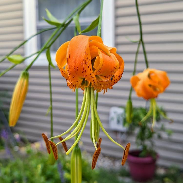 plant image 1681046