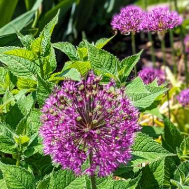 Allium 'Purple Sensation'