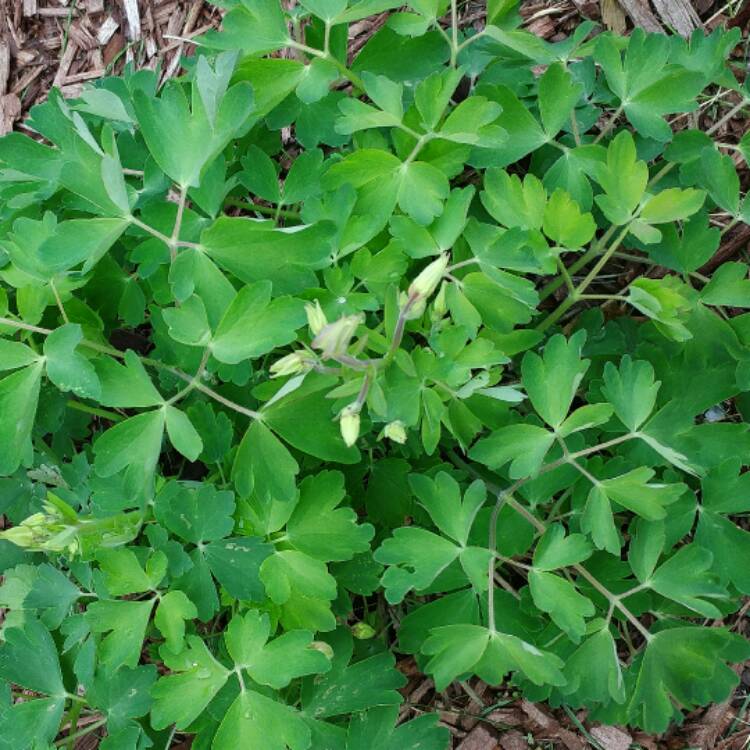 plant image 387576 plant image 387576