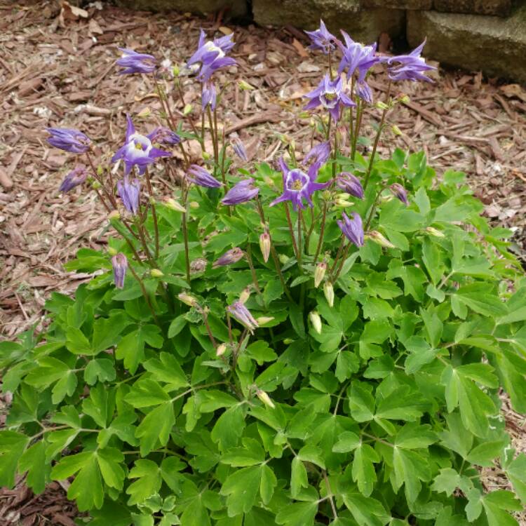 plant image 397690 plant image 397690