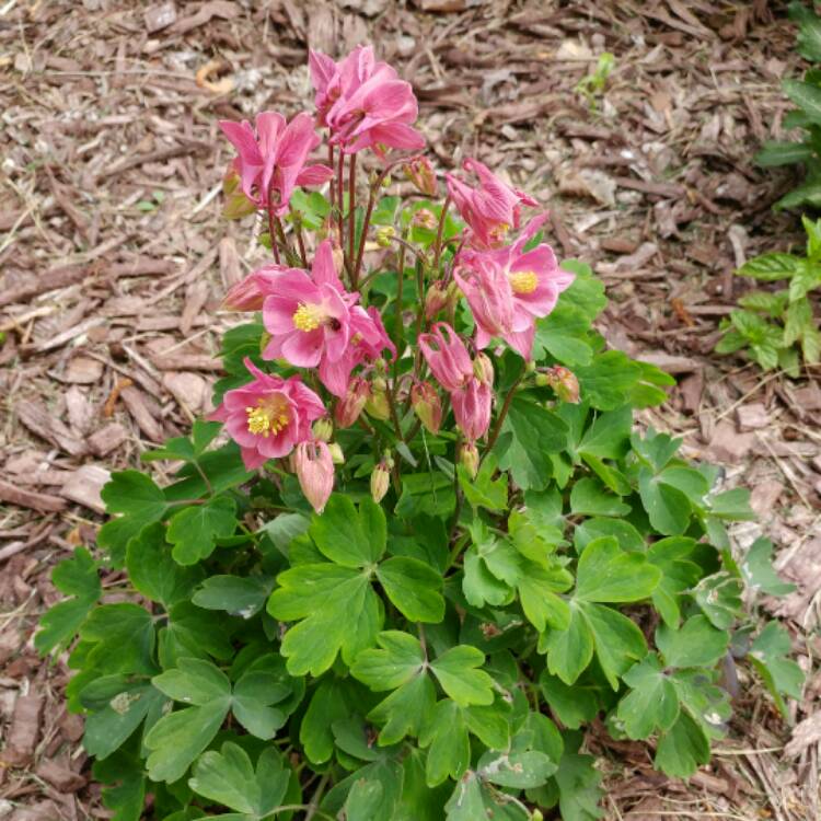 plant image 397691 plant image 397691