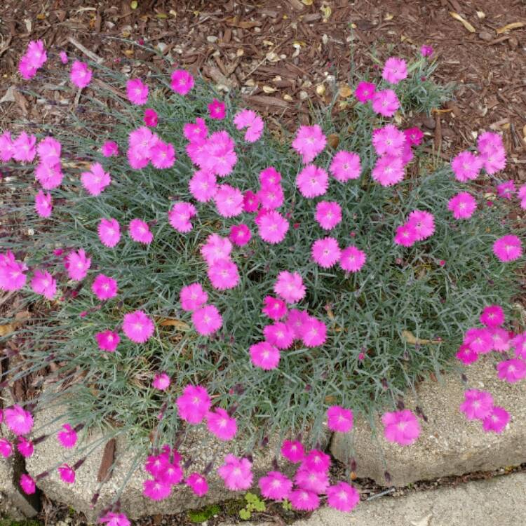 plant image 397695
