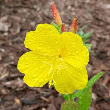 Oenothera macrocarpa 'Summer Sun' syn. Oenothera missouriensis